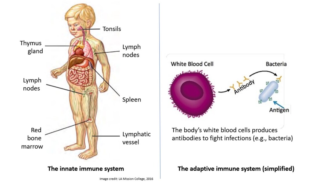 Innate &amp; adoptive IS