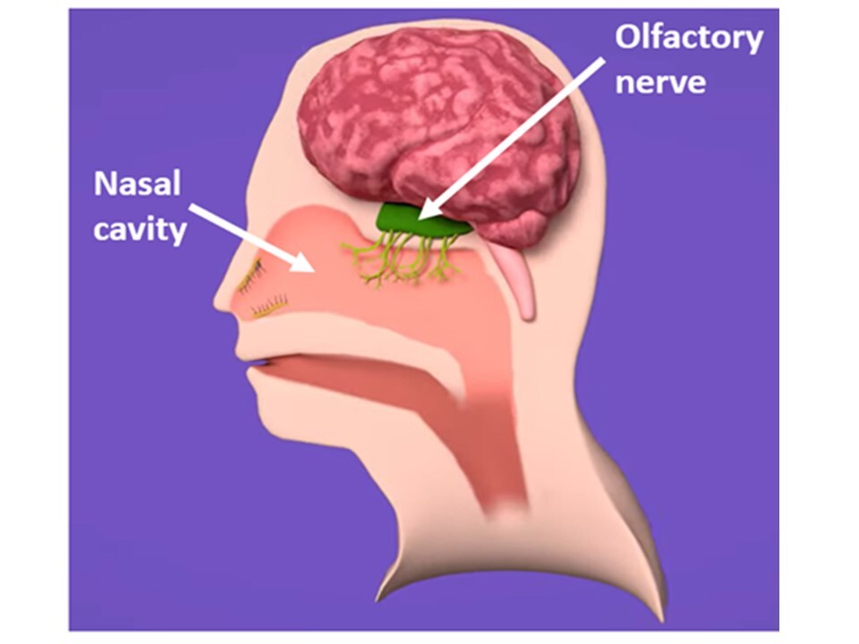 Olfactory