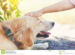 Touching Dog