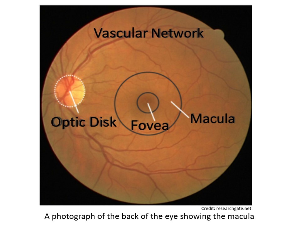 Macula